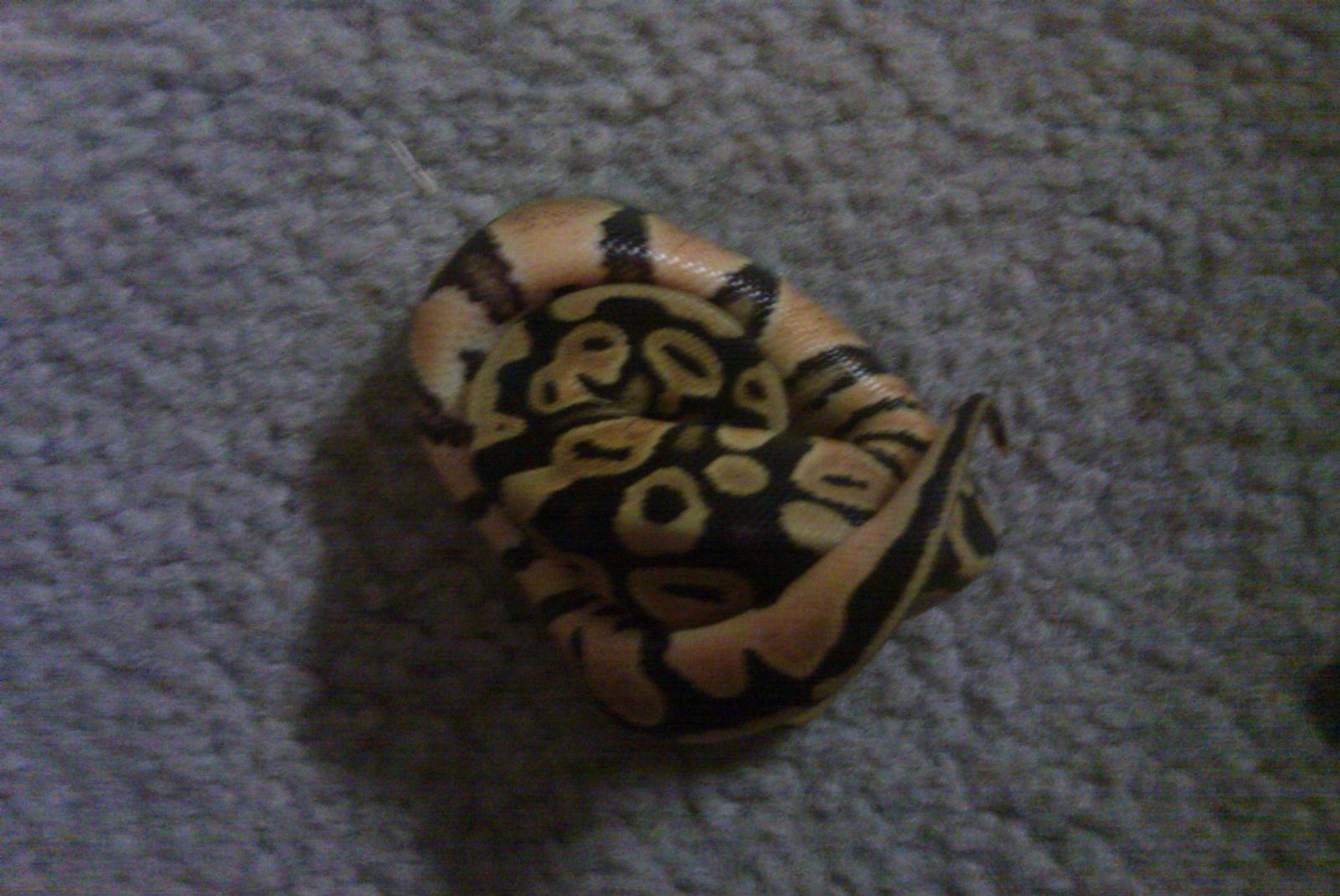New Pastel
