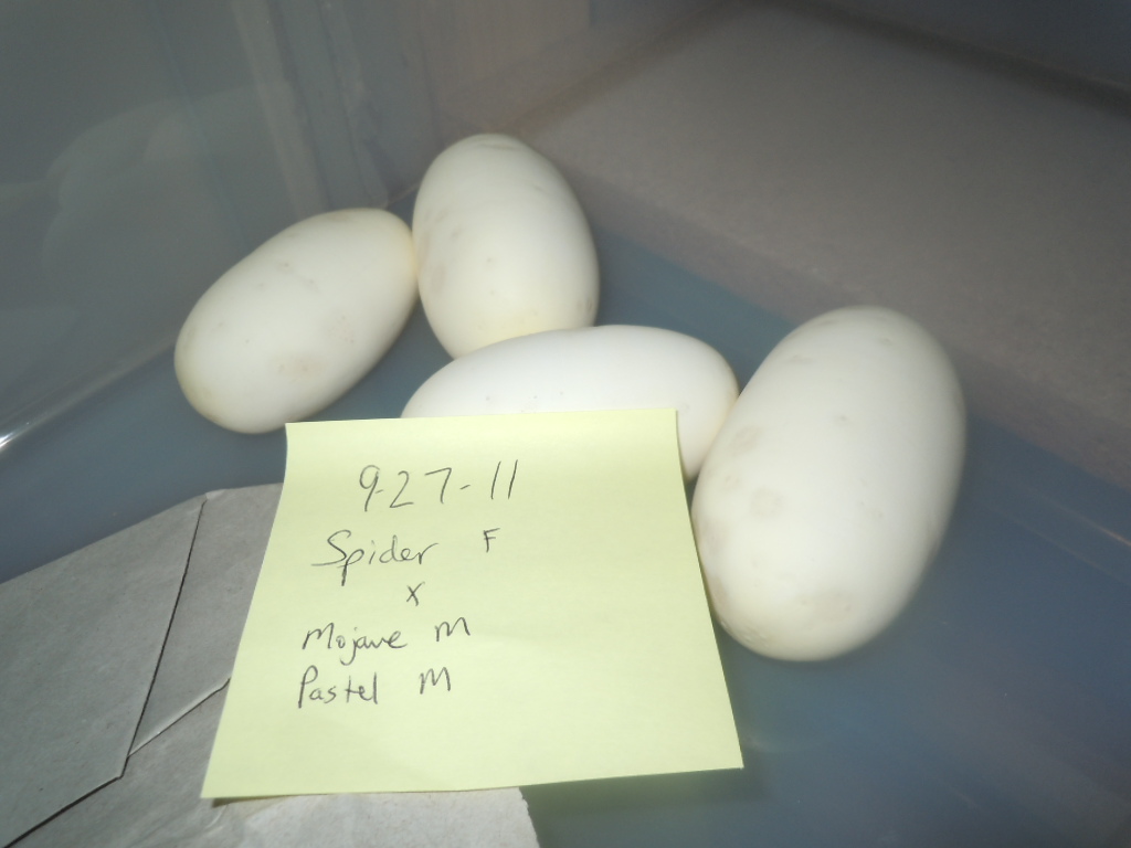 Spider x ?? Eggs