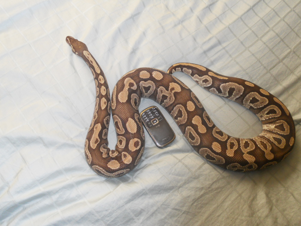 Huge Mojave