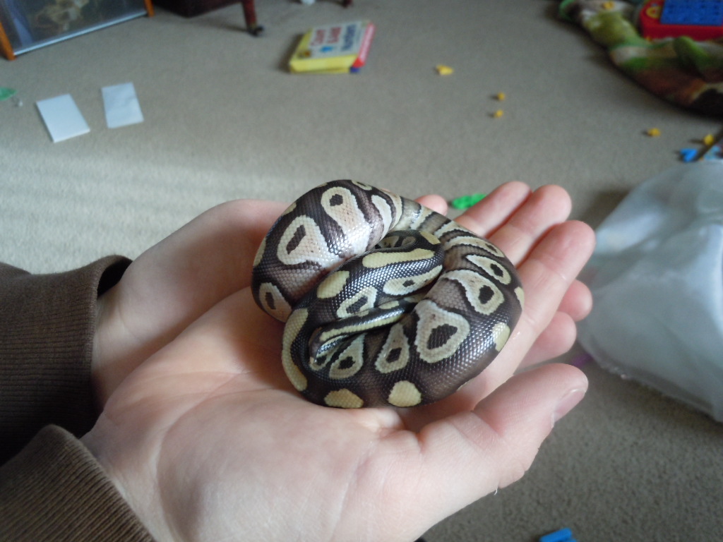 First 2 babies!