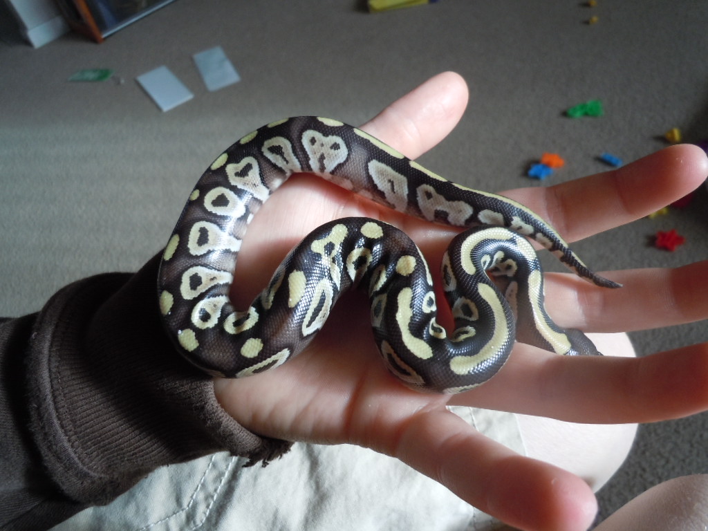 First 2 babies!