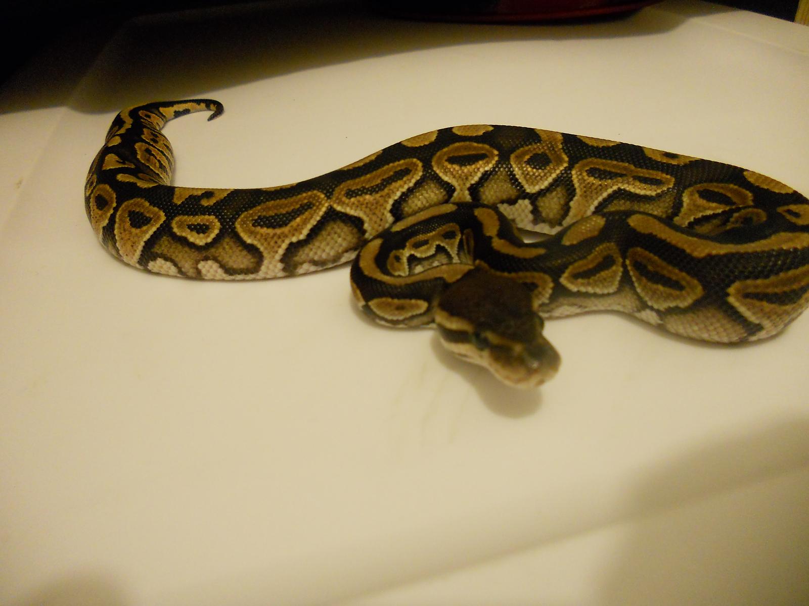 Black Pastel or Cinnamon