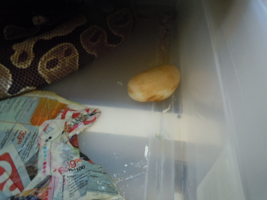 1st egg is a slug