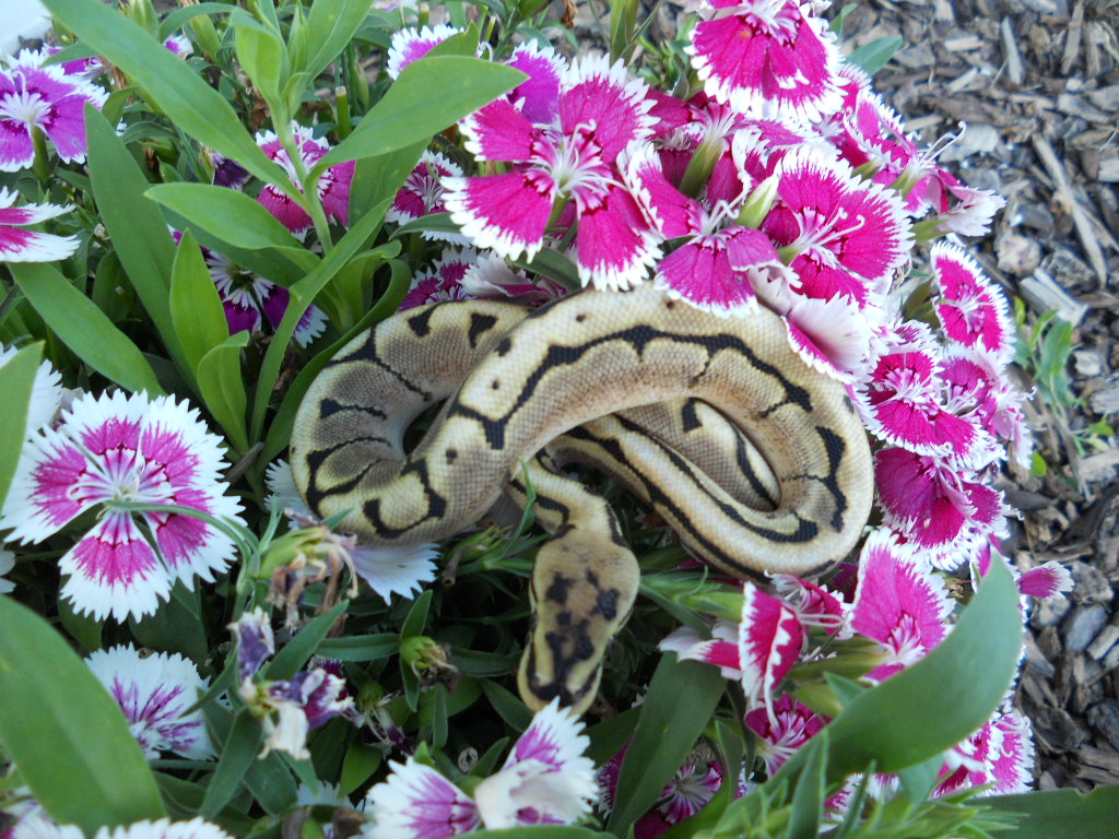 Cougar post 1st shed