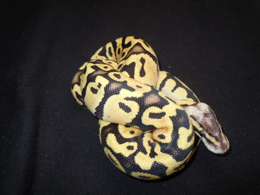 Daisy
