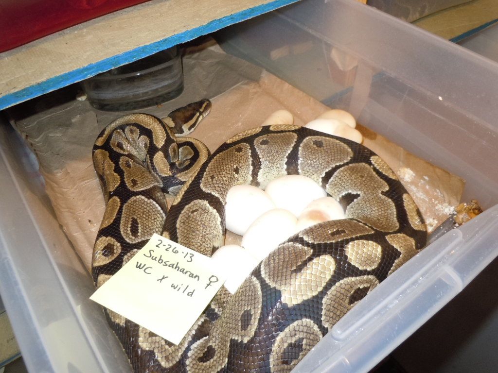 Subsaharan Eggs!