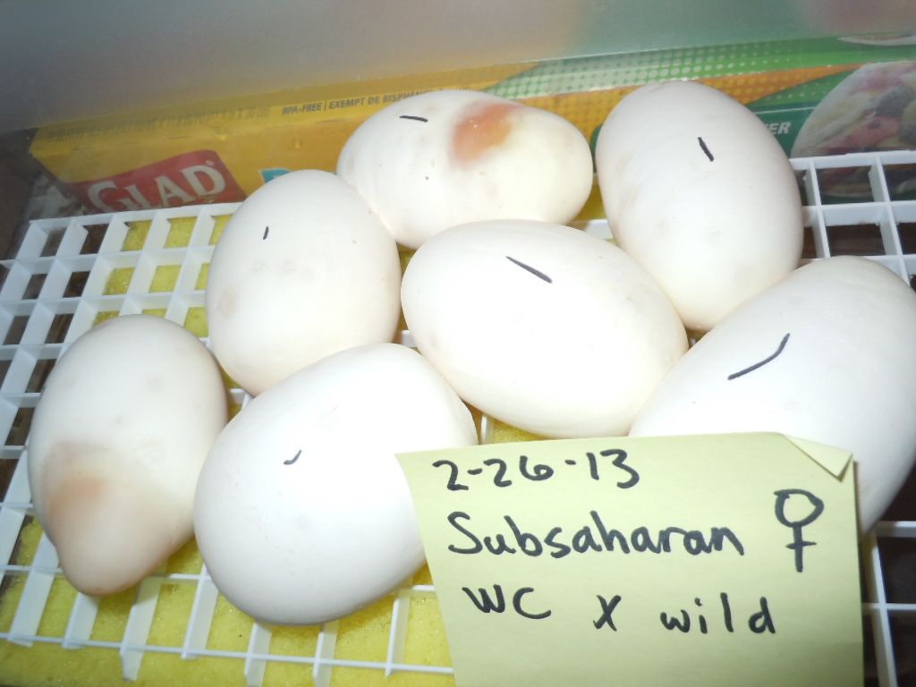 Subsaharan Eggs!