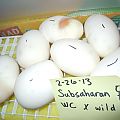 Subsaharan Eggs!