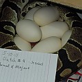 Jezebel's eggs