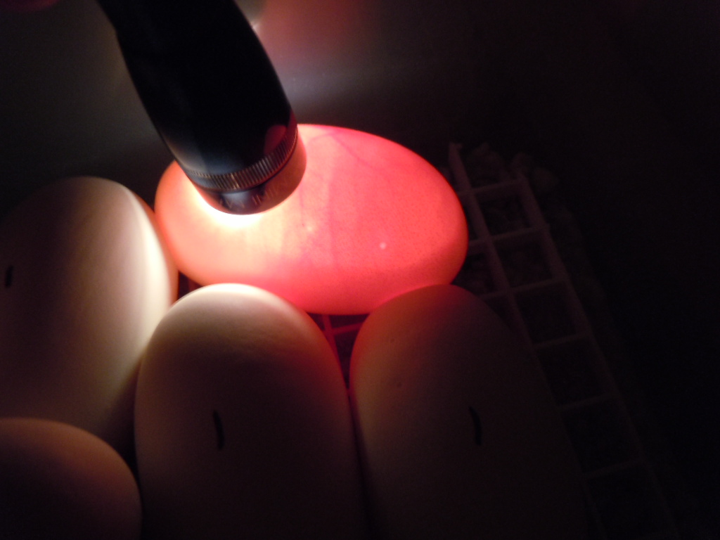 Jezebel's eggs