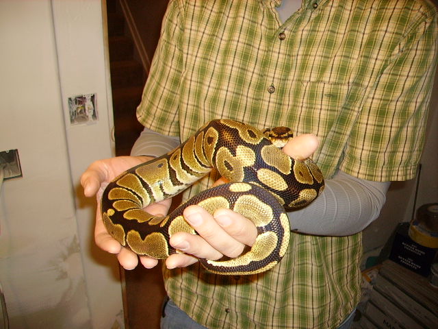 0.1 Normal, 2006