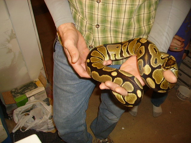 0.1 Normal, 2006