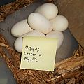 Lesser x Mystic eggs!