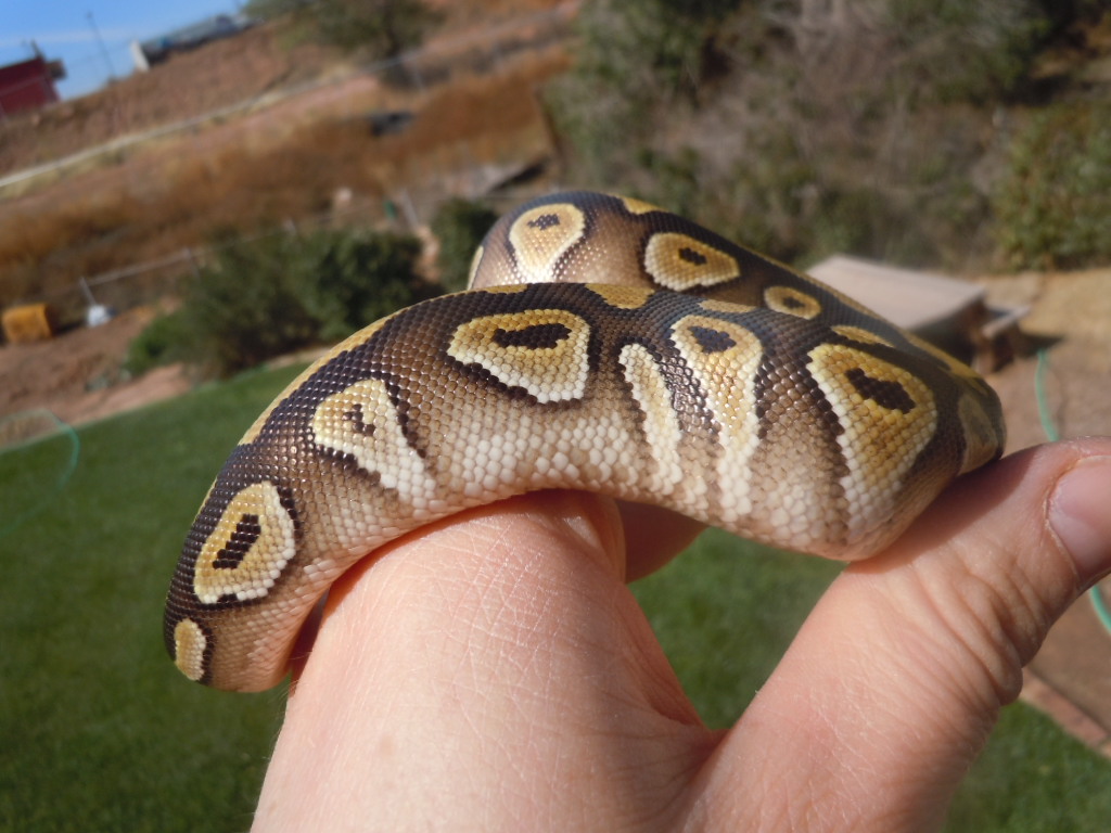 Mojo female