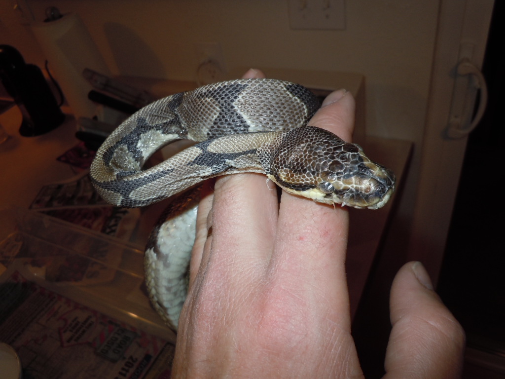 2003 Normal, rescue