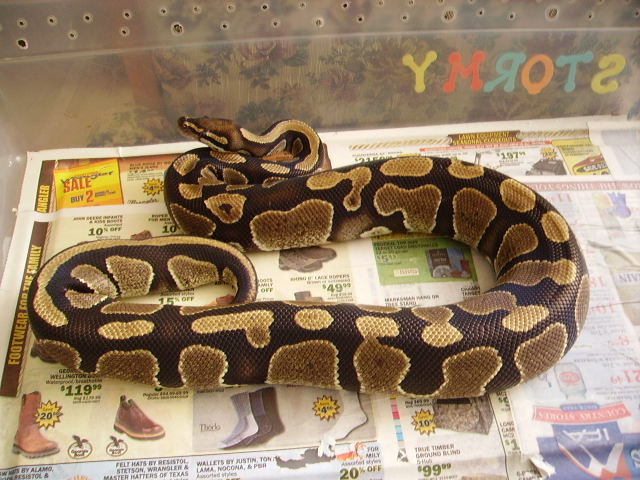 Aug 24th 2010 snake pickups