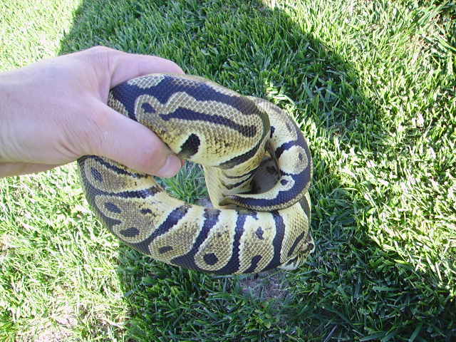 Aug 24th 2010 snake pickups