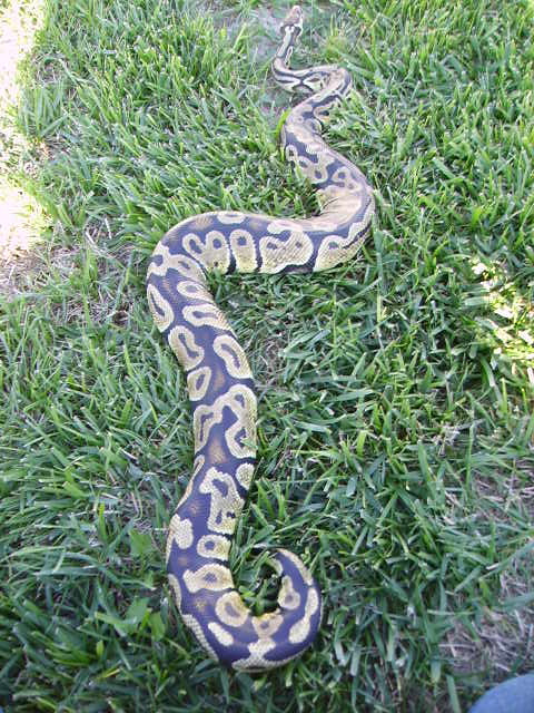 Aug 24th 2010 snake pickups