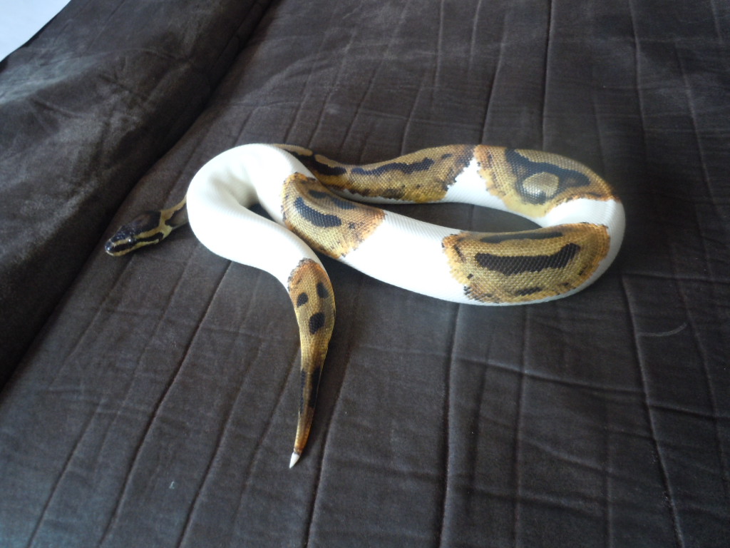 Pied Female