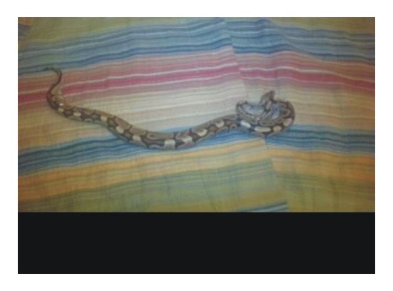 possible pickup