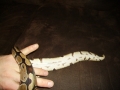 Purdy Gurdy Right After Shed