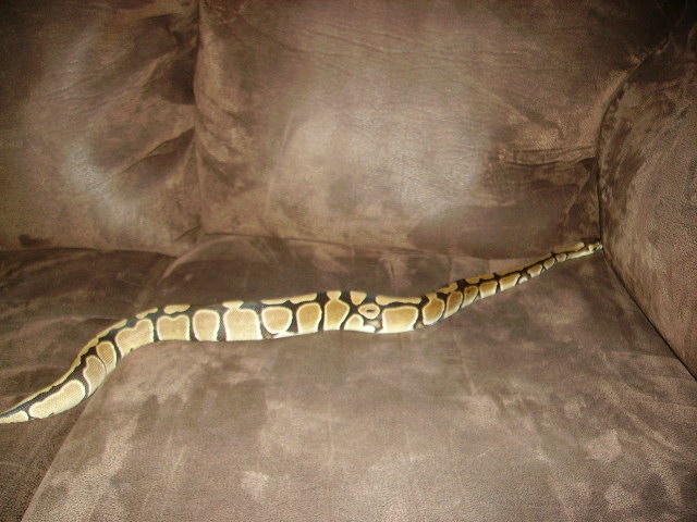 Purdy Gurdy Right After Shed