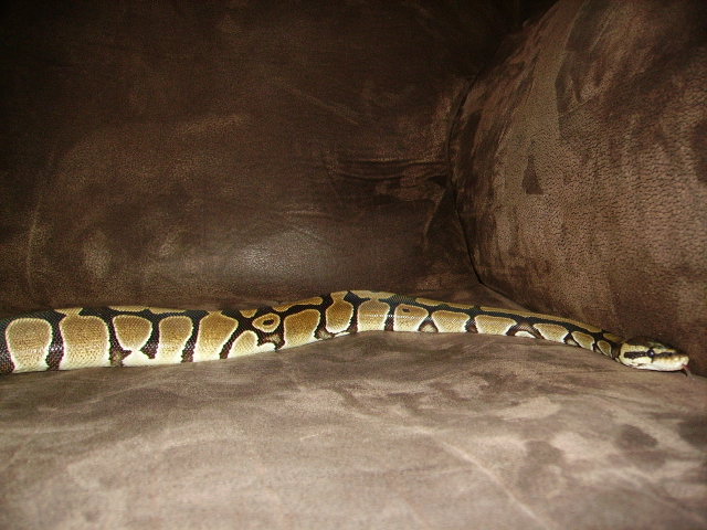 Purdy Gurdy Right After Shed