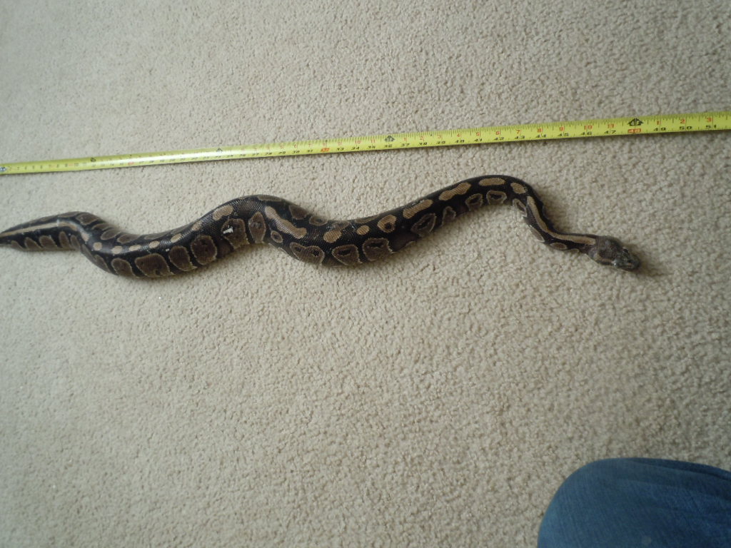 Another Rescue