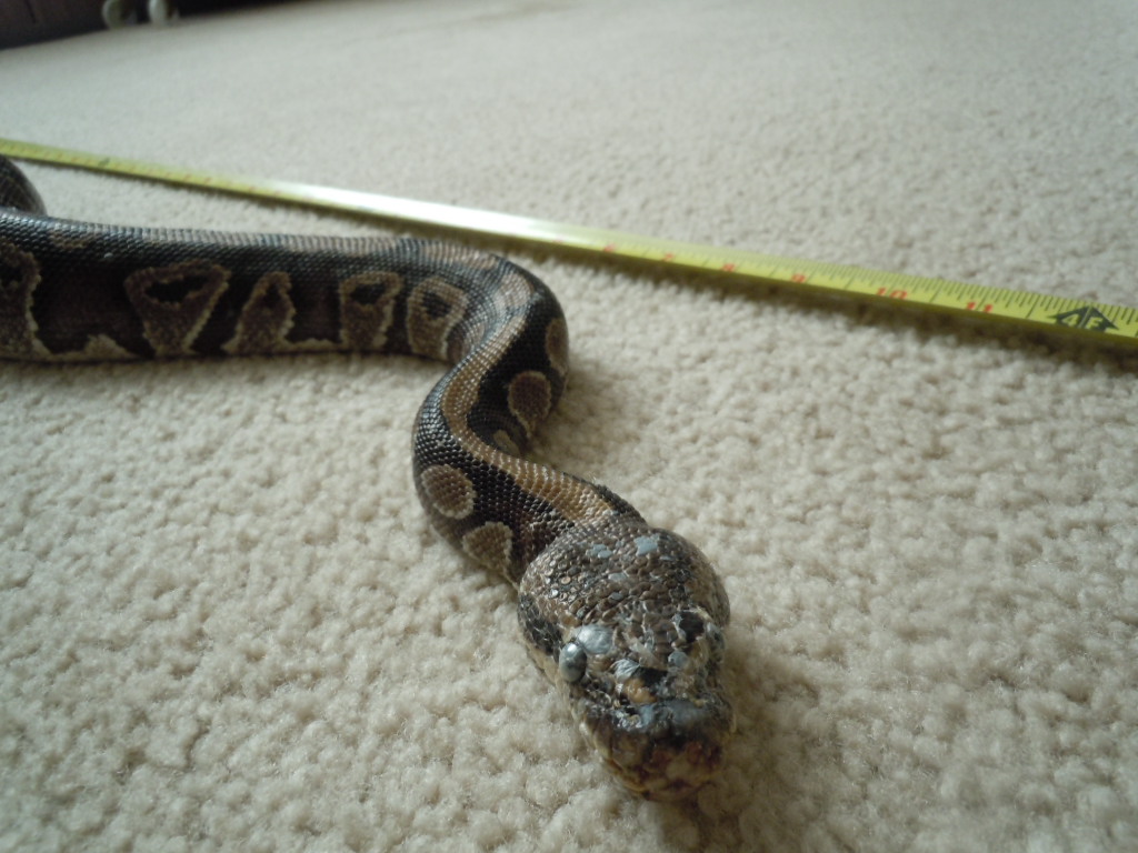 Another Rescue