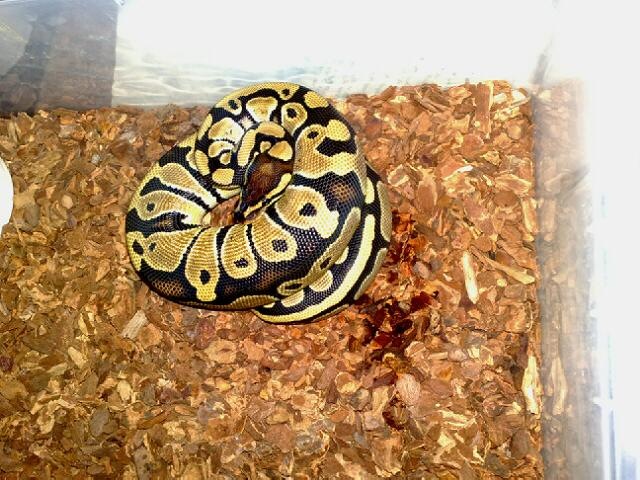 Lilith 