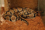 My Ball Python