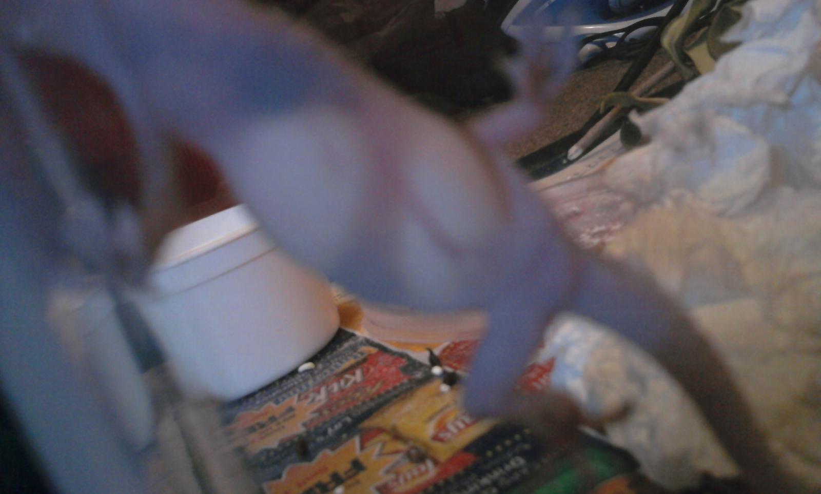Prego Gecko