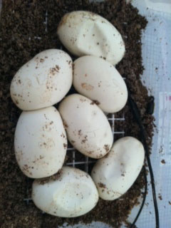 dimpledeggs