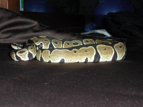 Elvis