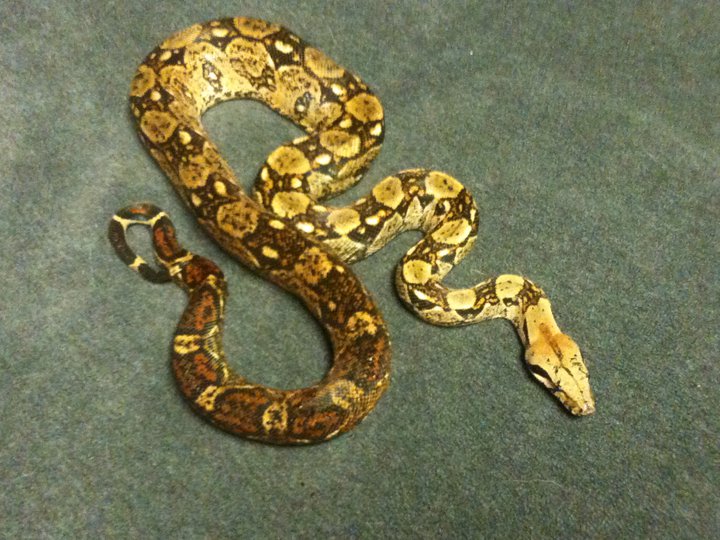 Laurin's Red Tail