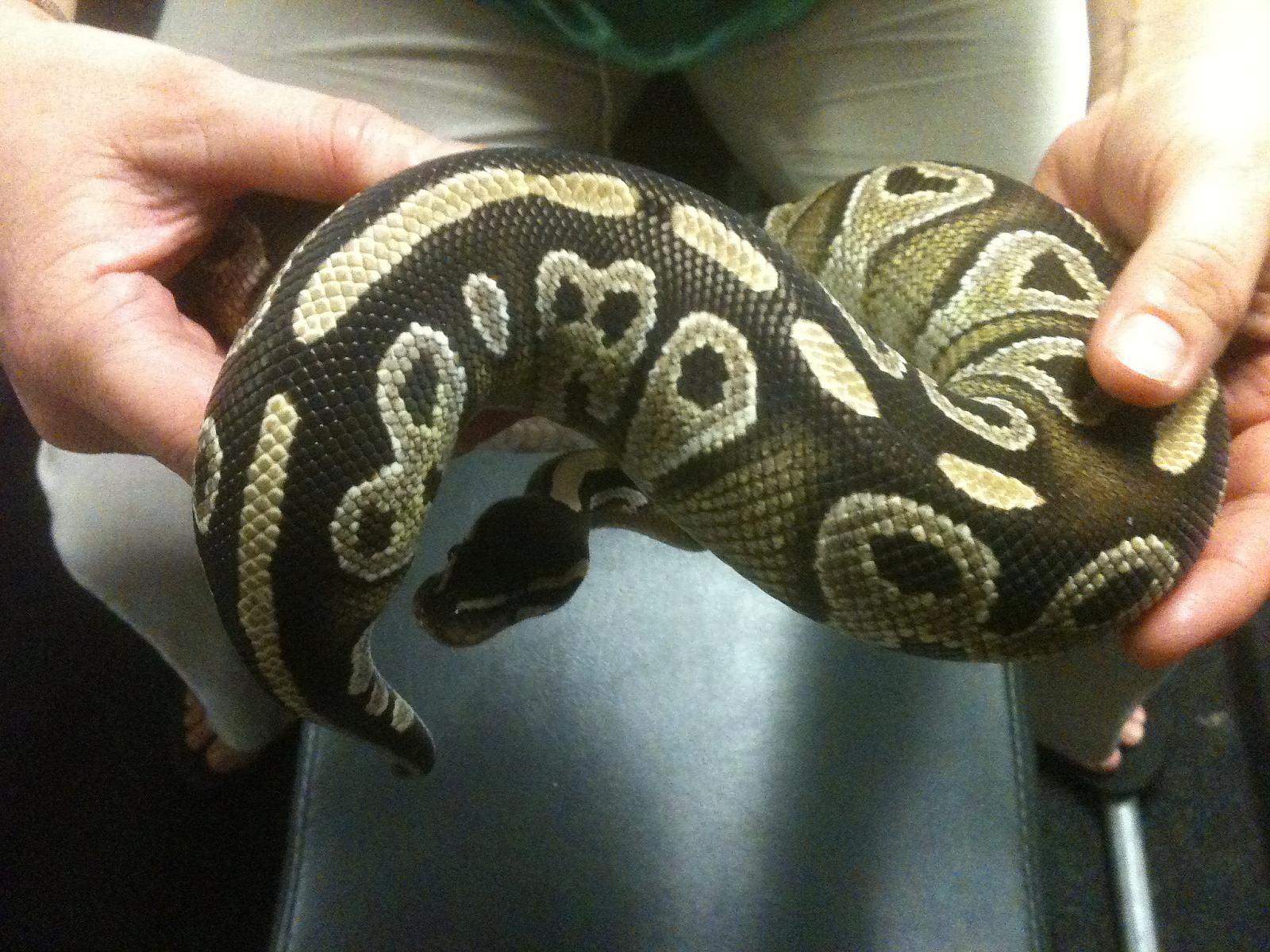 Mojave Girl