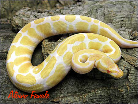 Albino Female