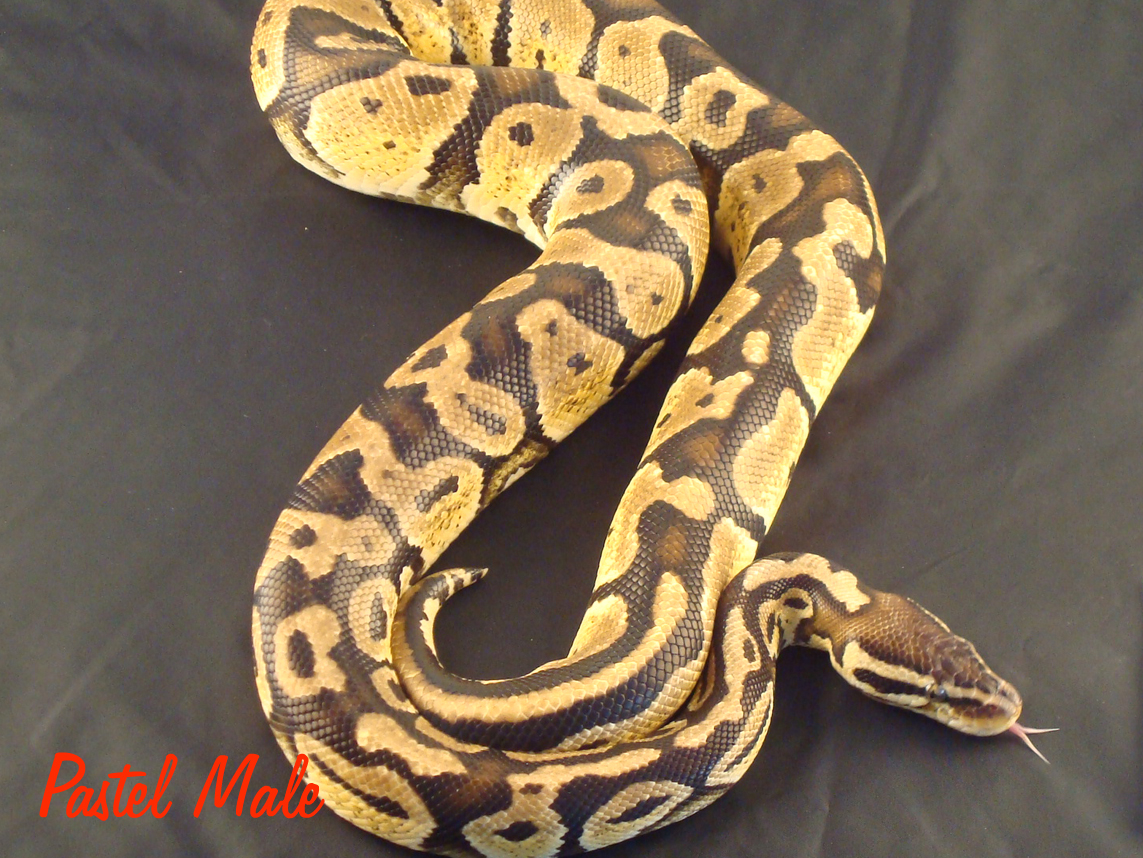 Pastel Male