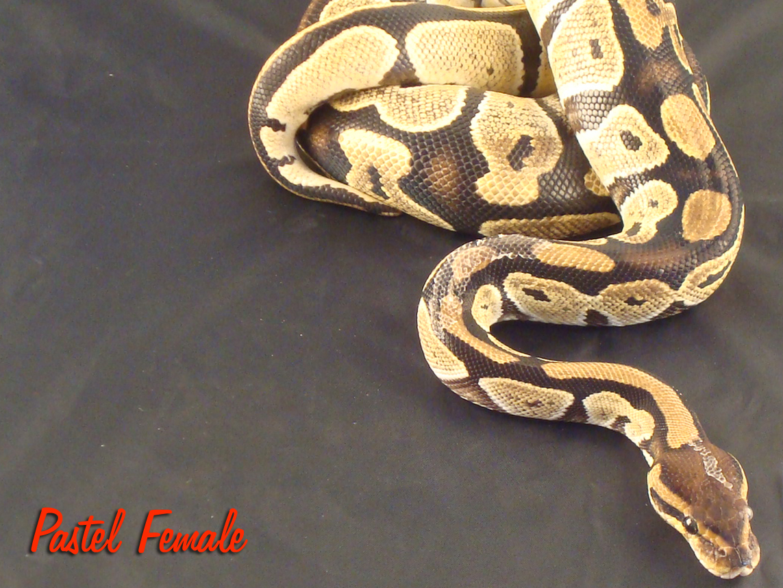 Pastel Female