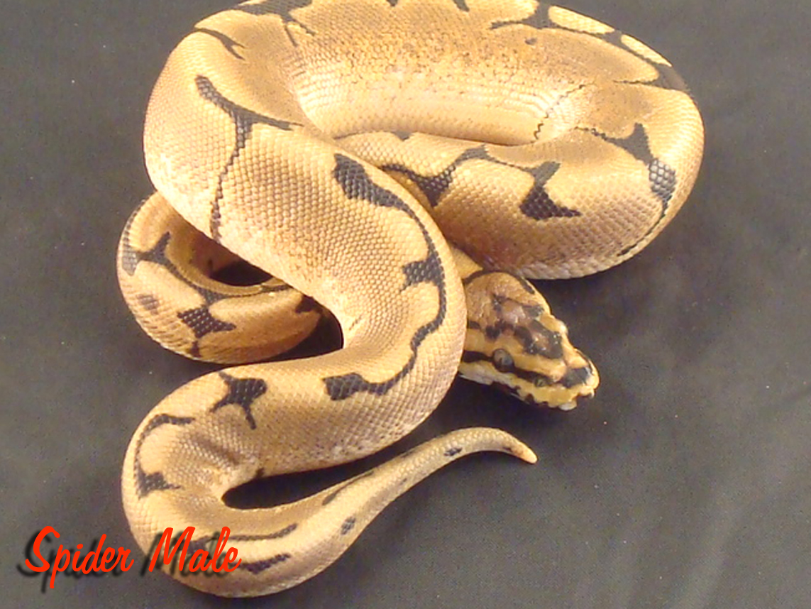Spider Male