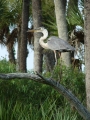 Wetlands