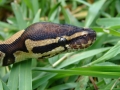 Het Albino