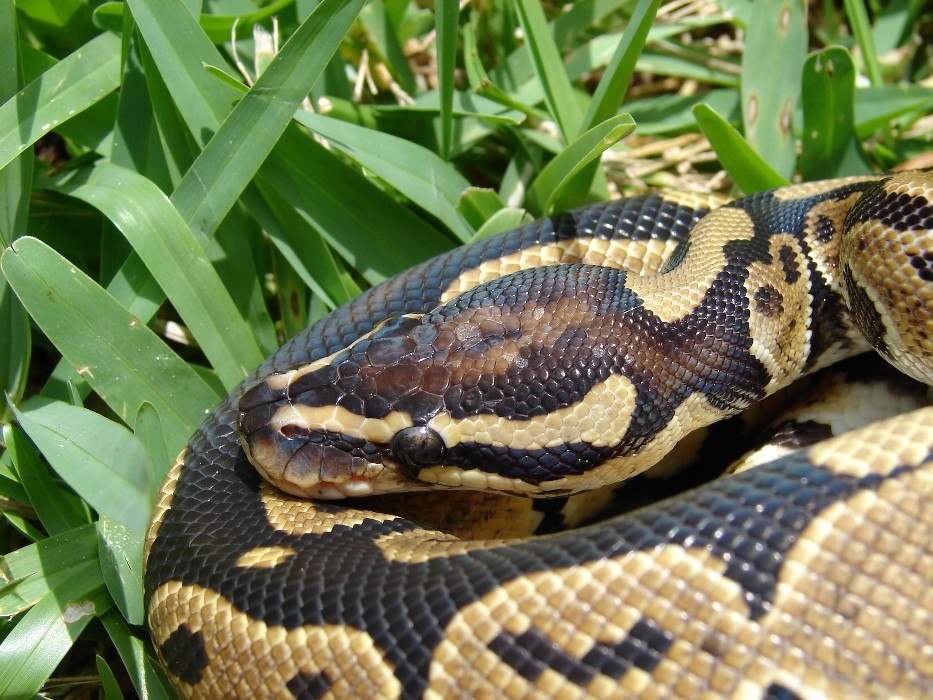 Het Albino