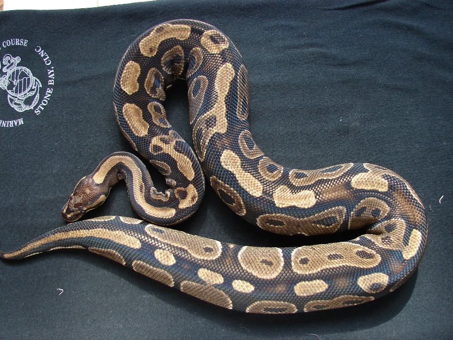 Sable