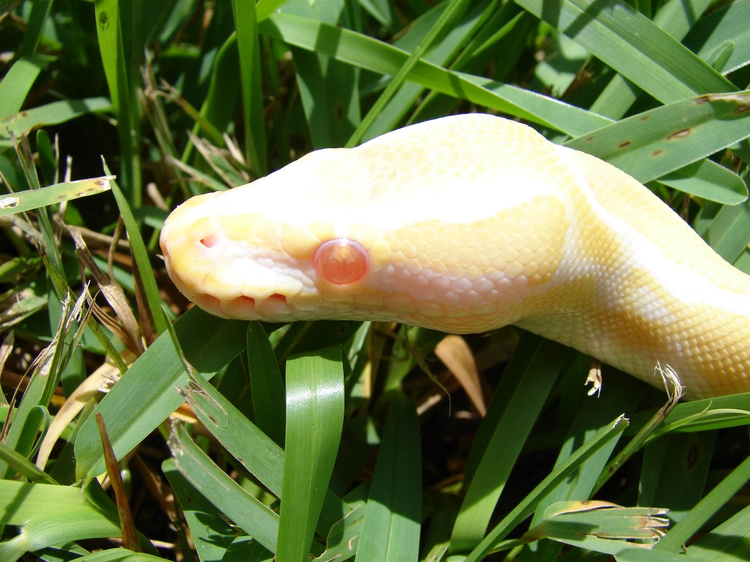 Albino