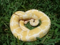 Albino