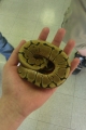 Spider Ball Python