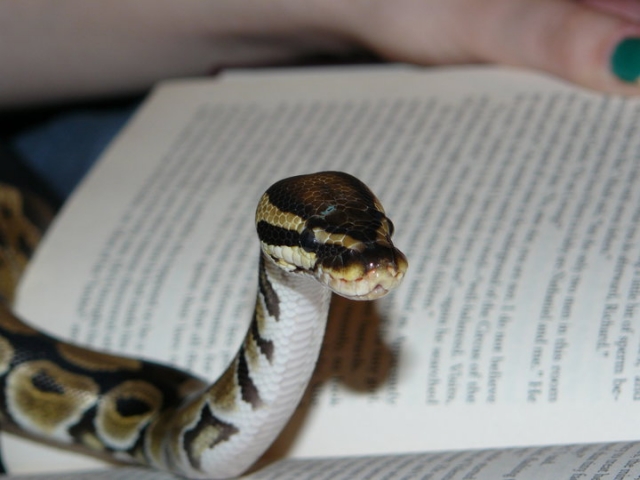 Ball Python Puppy Face