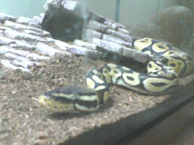 Some Pics Of My Babies