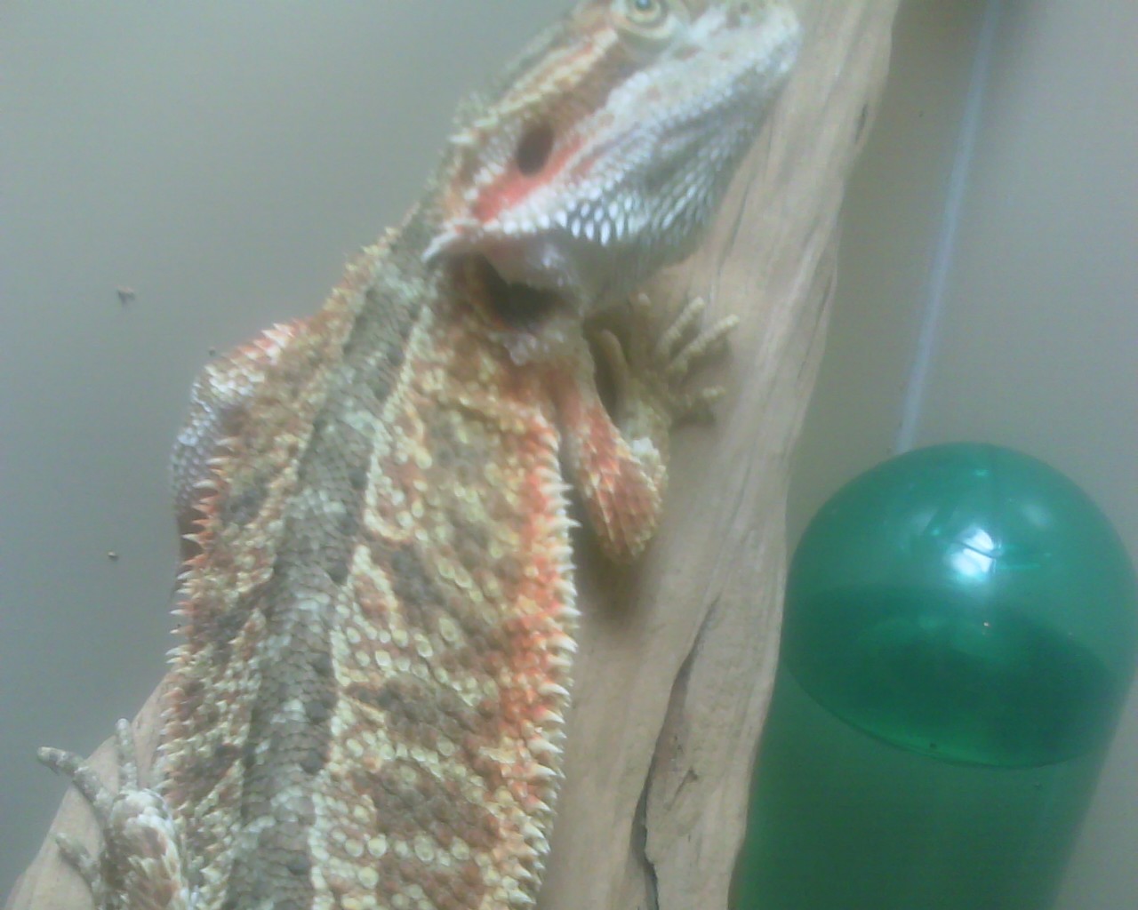 Some Pics Of My Babies